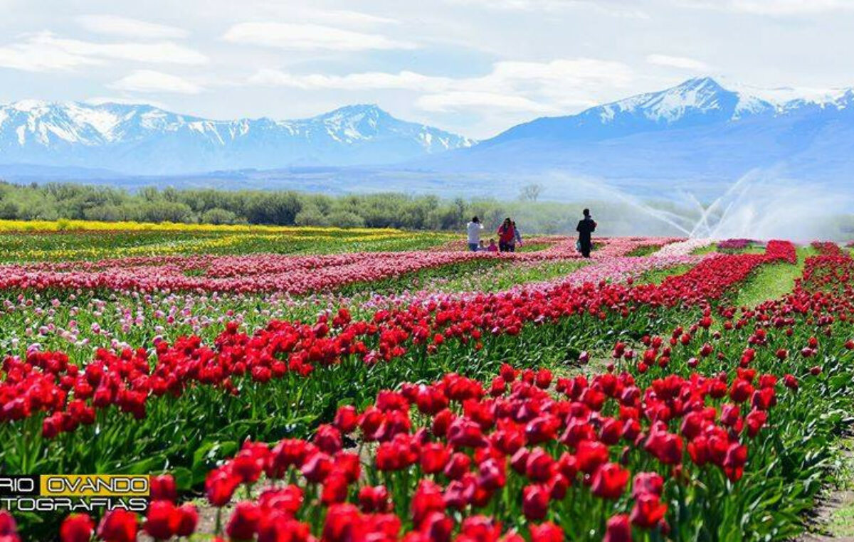 Un campo de más de 2 millones de tulipanes está por florecer en la Patagonia: dónde visitarlo