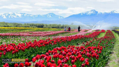 Un campo de más de 2 millones de tulipanes está por florecer en la Patagonia: dónde visitarlo