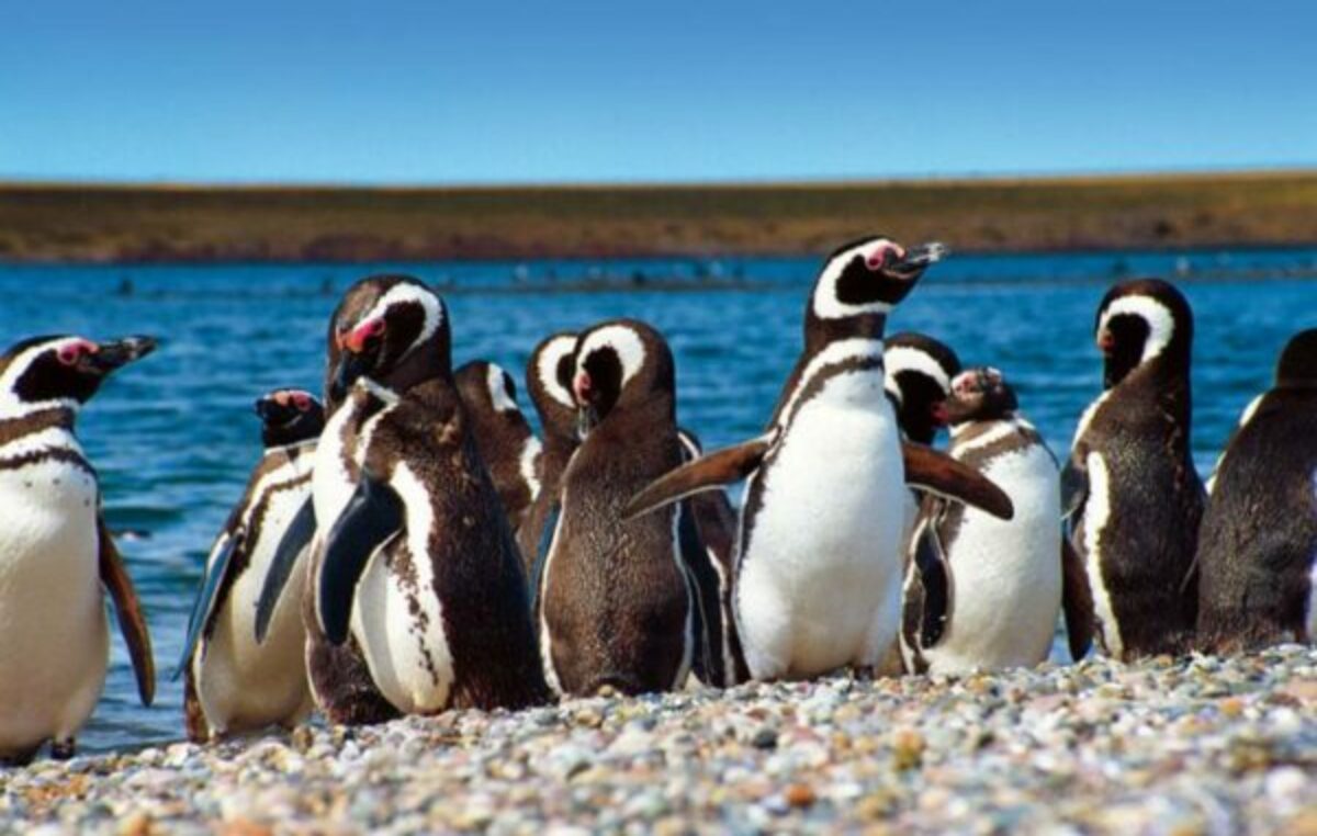 Trelew programa una segunda edición de Fiesta del Pingüino