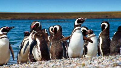 Trelew programa una segunda edición de Fiesta del Pingüino