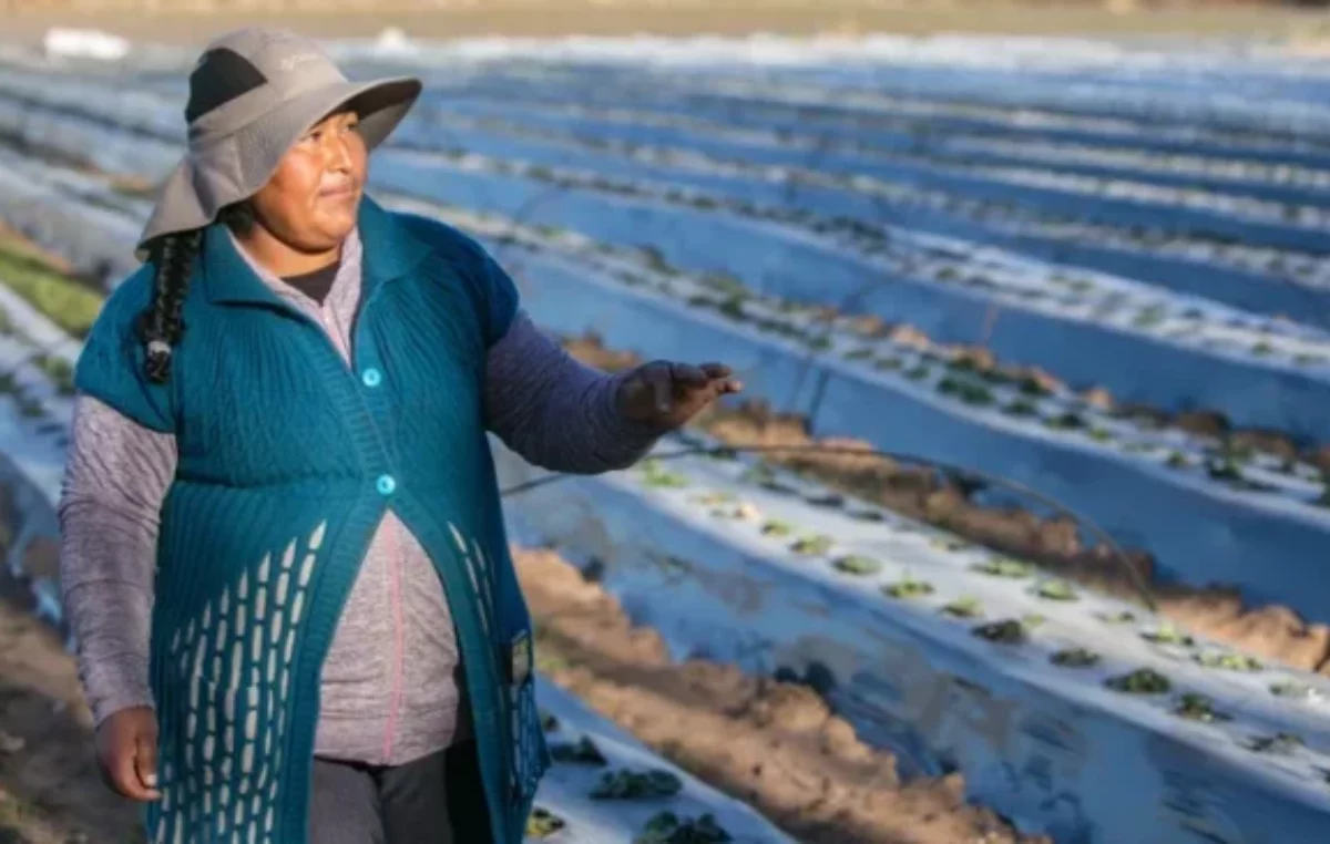 Frutillas en Neuquén: «Siempre hay productores nuevos»