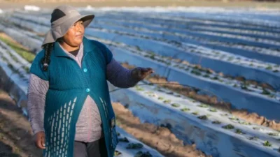 Frutillas en Neuquén: «Siempre hay productores nuevos»