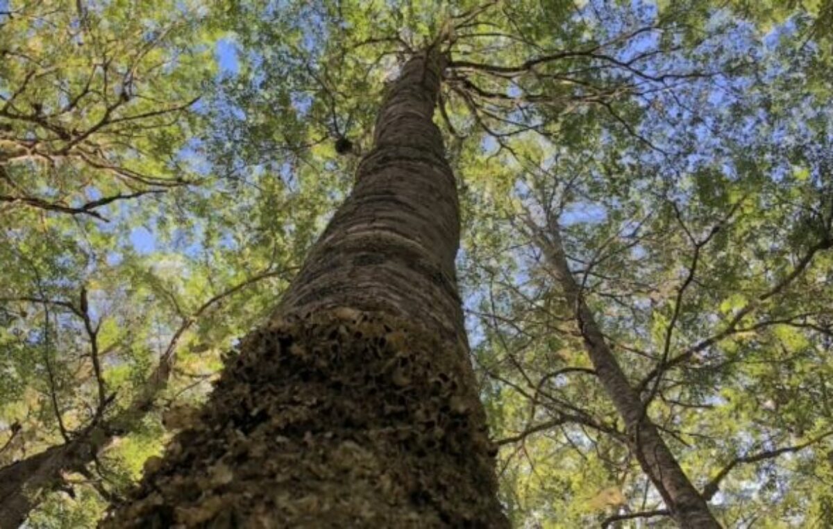 Fondos para el bosque: Provincias estudian demandar a Nación