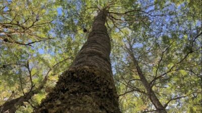 Fondos para el bosque: Provincias estudian demandar a Nación