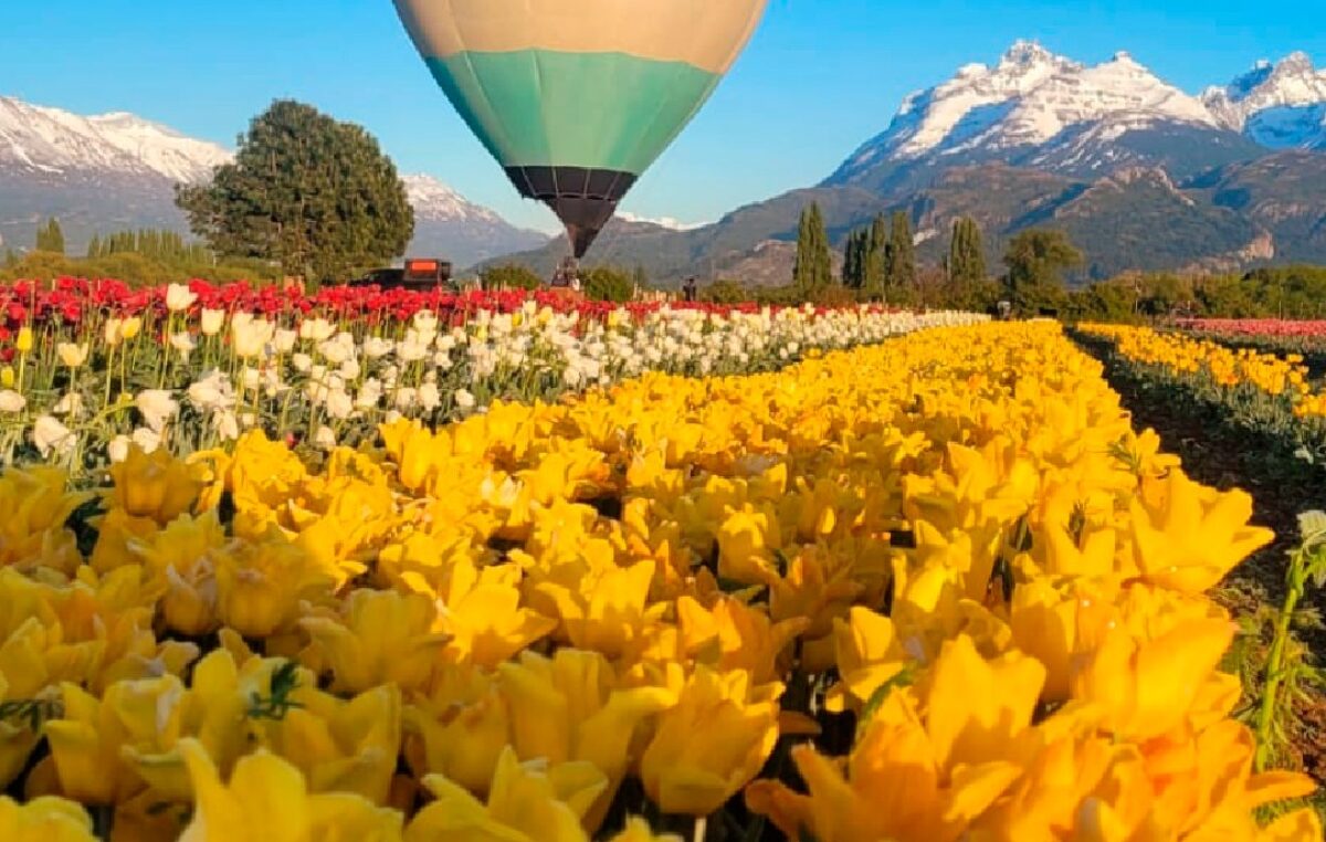 Trevelin florece al ritmo de los tulipanes