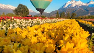 Trevelin florece al ritmo de los tulipanes