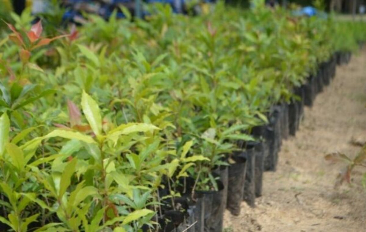 San Francisco: El Vivero Municipal de Plantas Nativas proveerá a localidades de la región