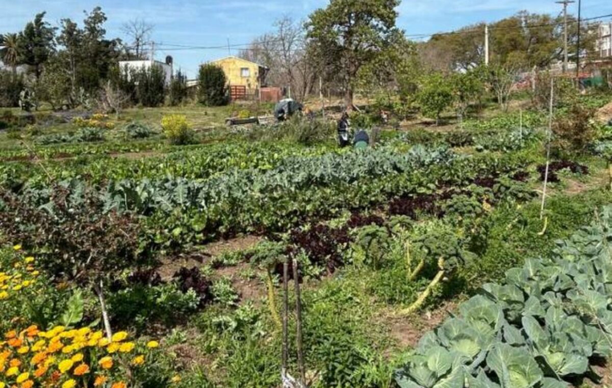 Gastronomía sostenible y producción local: proponen la creación del programa “Alianza Restaurante-Huerta”