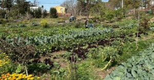 Gastronomía sostenible y producción local: proponen la creación del programa “Alianza Restaurante-Huerta”