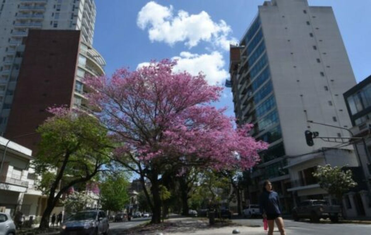 Santa Fe y una «explosión» de colores vegetales: 3.000 árboles para forestar la ciudad