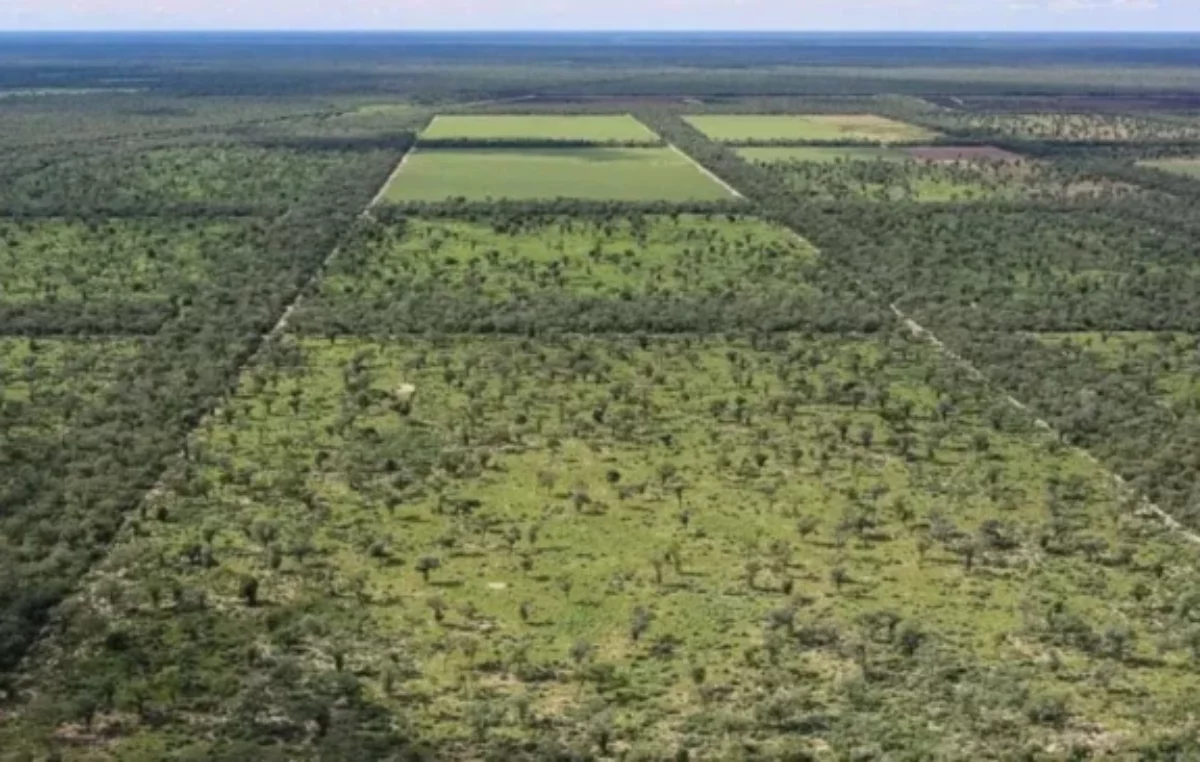 Greenpeace denuncia desmontes ocultos en Santiago del Estero y Chaco