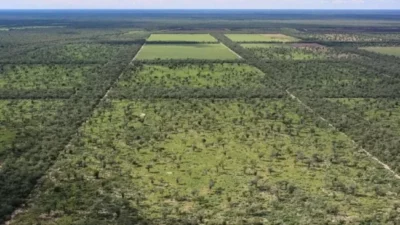 Greenpeace denuncia desmontes ocultos en Santiago del Estero y Chaco