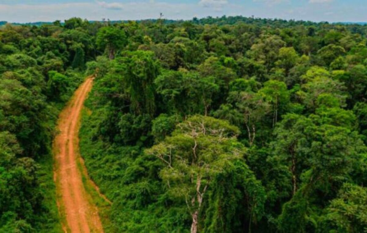 La Fundación Vida Silvestre rechaza la eliminación del Fondo Fiduciario de la Ley de Bosques decretada por Nación: “Es un ataque a la conservación y el uso sustentable”