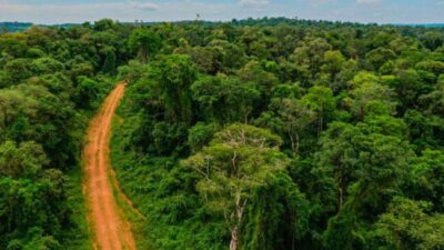 La Fundación Vida Silvestre rechaza la eliminación del Fondo Fiduciario de la Ley de Bosques decretada por Nación: “Es un ataque a la conservación y el uso sustentable”