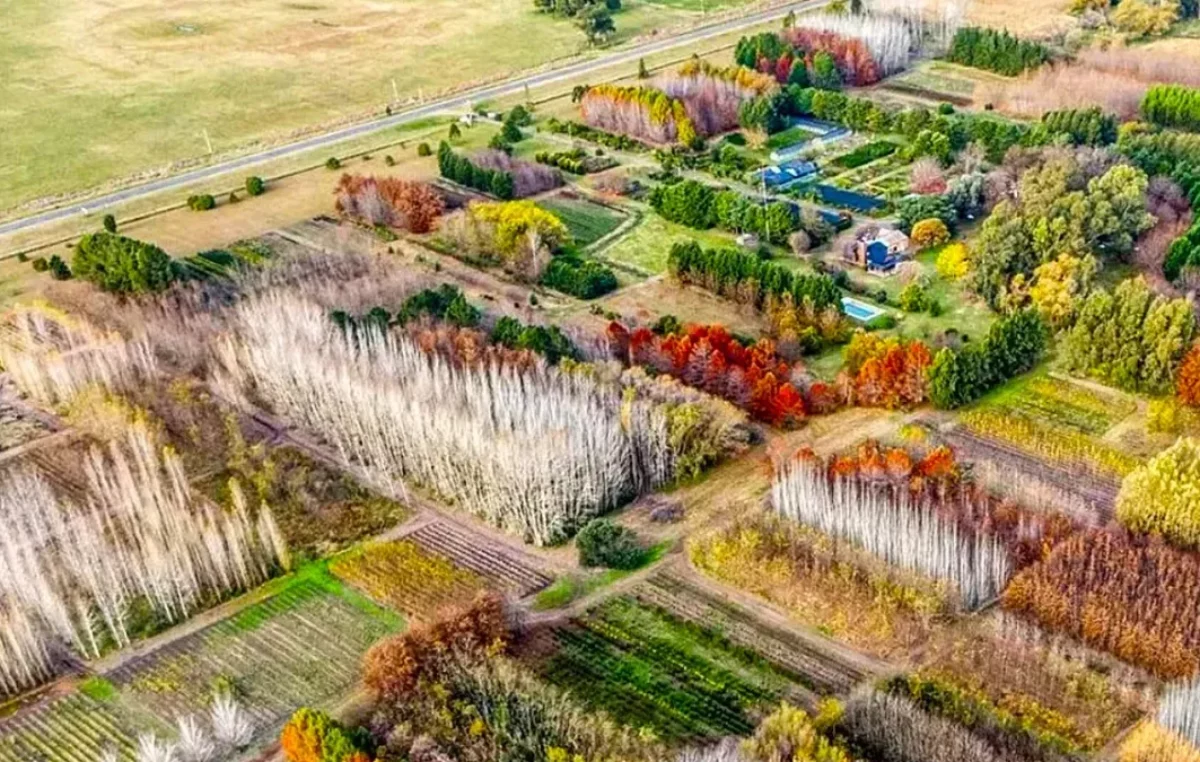 El pueblo de Argentina de 200 habitantes que tiene un millón de árboles