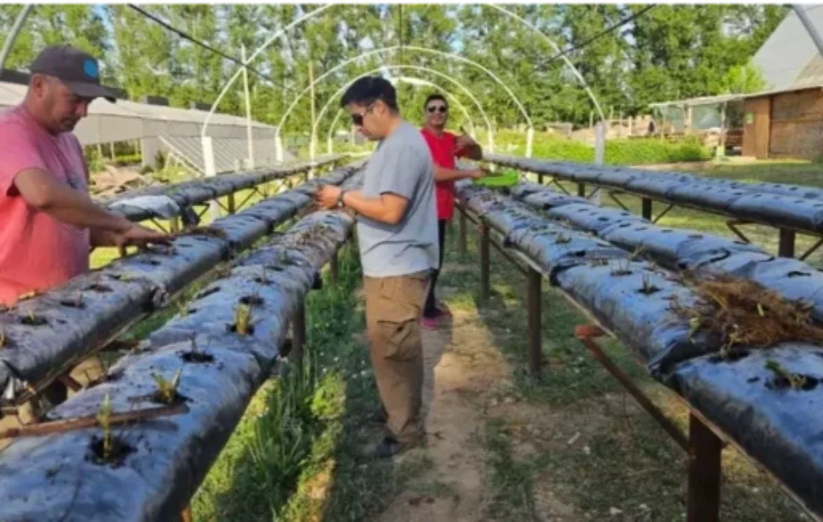 Inauguran un laboratorio de multiplicación de plantas en el Puesto de Plottier