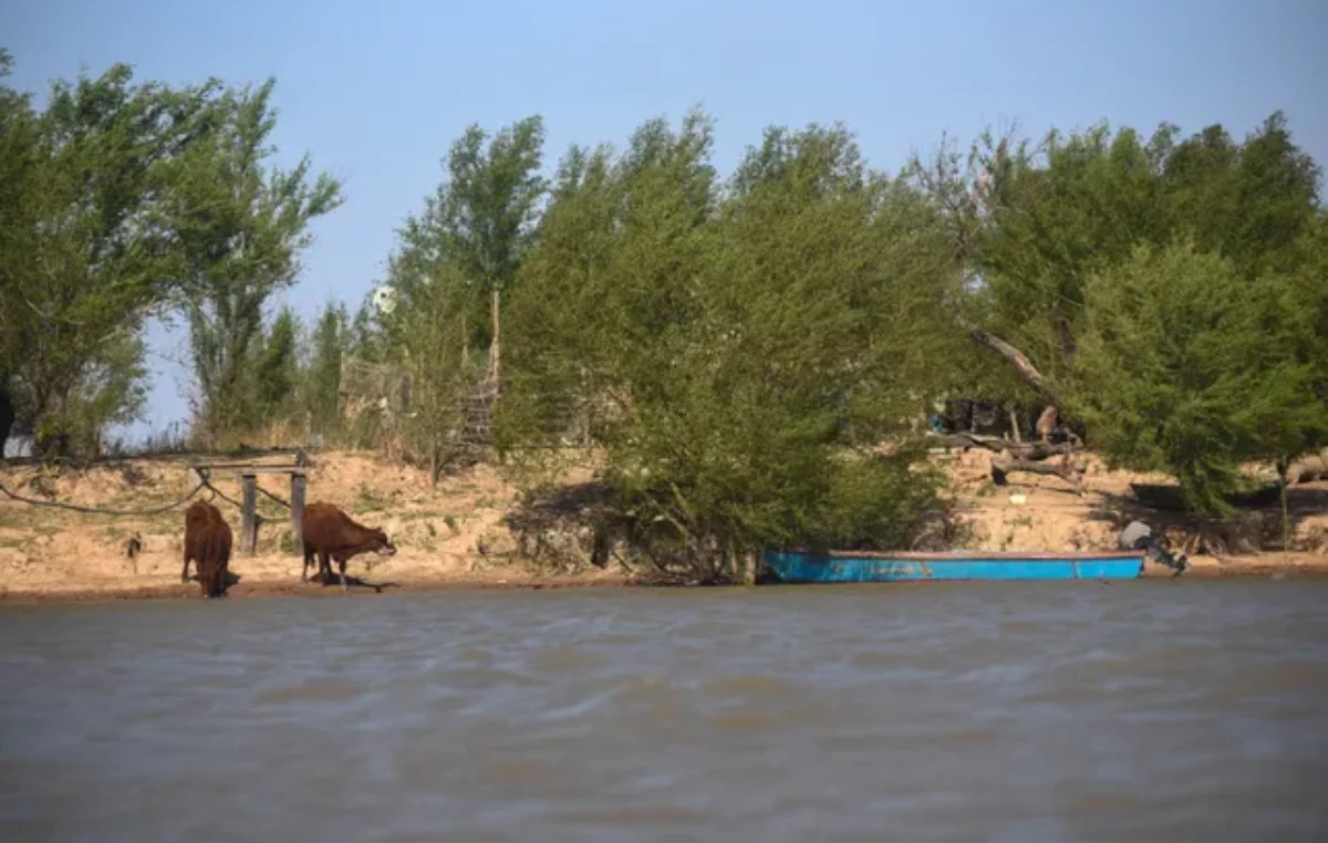 Ambientalistas critican el pedido de la Sociedad Rural de Rosario para aumentar la producción ganadera en las islas