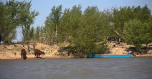 Ambientalistas critican el pedido de la Sociedad Rural de Rosario para aumentar la producción ganadera en las islas