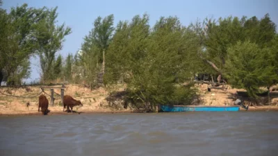 Ambientalistas critican el pedido de la Sociedad Rural de Rosario para aumentar la producción ganadera en las islas