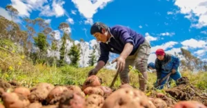 Eliminación de programas del Inta ya impacta en Jujuy