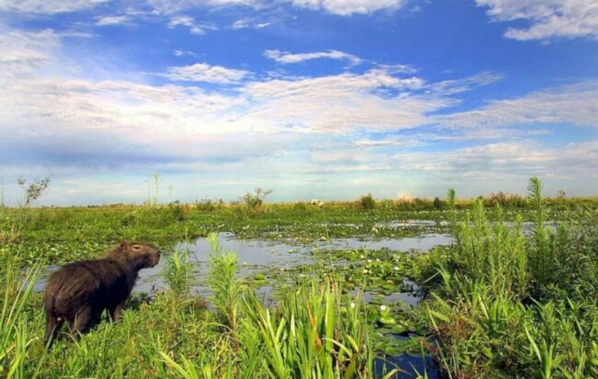 Proponen que el agua y los humedales tengan personería jurídica en la nueva Constitución provincial santafesina