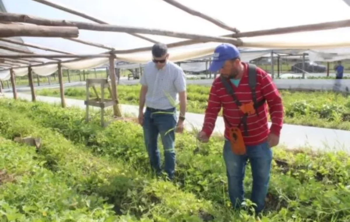 Crece el Polo Hortícola Municipal de Feliciano