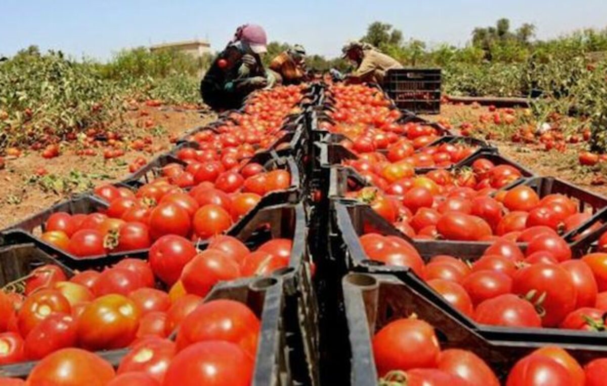 Mendoza: Desaparecen 10.000 productores de tomate y se aleja el autoabastecimiento