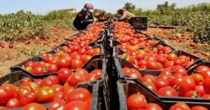 Mendoza: Desaparecen 10.000 productores de tomate y se aleja el autoabastecimiento