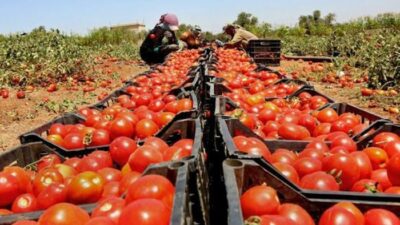 Mendoza: Desaparecen 10.000 productores de tomate y se aleja el autoabastecimiento