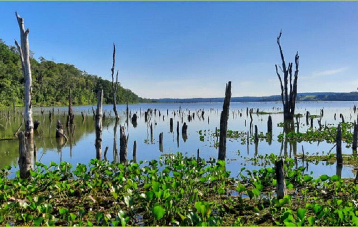 Así es el Parque Federal Campo San Juan, la reserva natural salvaje de Misiones y refugio de 300 especies de aves