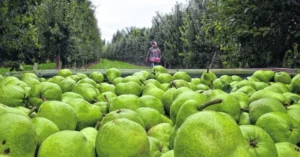 Crisis en el Alto Valle: ¿por qué se tiran miles de toneladas de peras en un país con hambre?