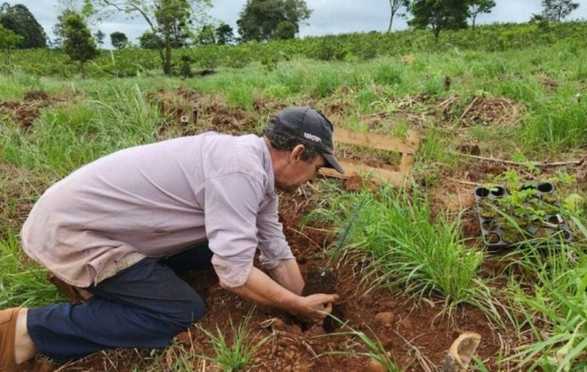 Restauración en la selva misionera: la Fundación Vida Silvestre y 38 familias rurales de San Pedro plantarán más de 36.000 árboles