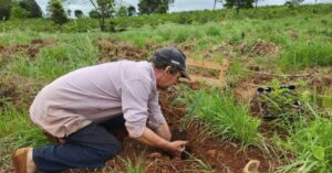 Restauración en la selva misionera: la Fundación Vida Silvestre y 38 familias rurales de San Pedro plantarán más de 36.000 árboles