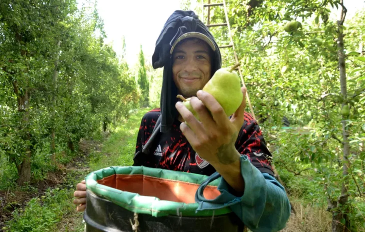 Testimonios de la cosecha de fruta: un día con los trabajadores golondrina de la Patagonia