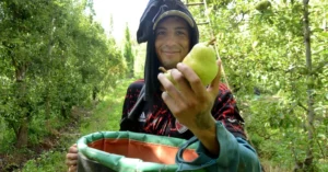 Testimonios de la cosecha de fruta: un día con los trabajadores golondrina de la Patagonia