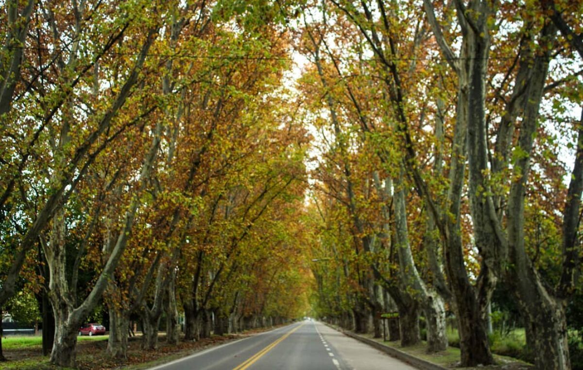 El “Túnel Natural” de Colonia Caroya cumple 110 años: legado histórico y proyección futura