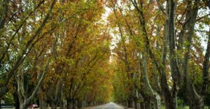 El “Túnel Natural” de Colonia Caroya cumple 110 años: legado histórico y proyección futura