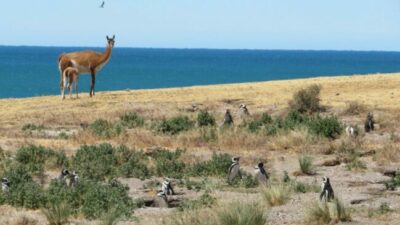 Guías de turismo convocan a una Marcha Federal en defensa de los parques nacionales