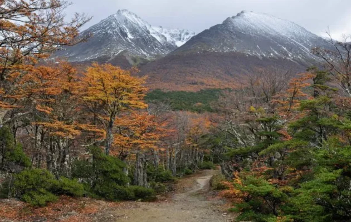 Alertan que el calentamiento global es una amenaza para el bosque patagónico