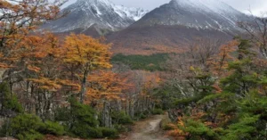 Alertan que el calentamiento global es una amenaza para el bosque patagónico