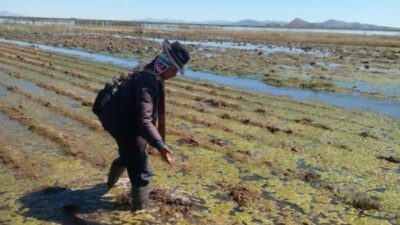 Bolivia: Fenómenos naturales afectan a 133.898 hectáreas de cultivos, descartan escasez de alimentos