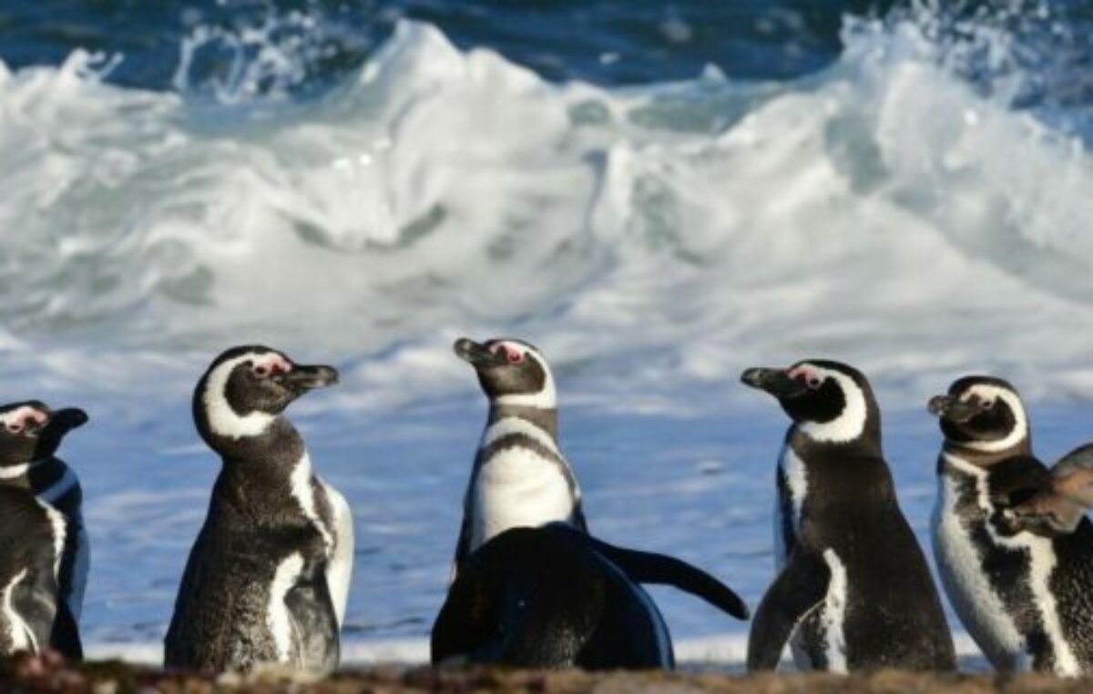 Fallo histórico: los pingüinos de Punta Tombo marcan un precedente en la protección ambiental