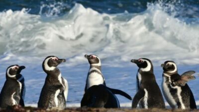 Fallo histórico: los pingüinos de Punta Tombo marcan un precedente en la protección ambiental