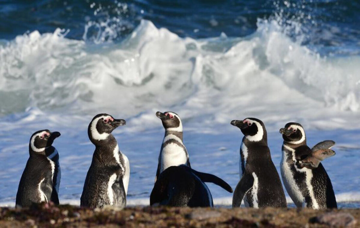 Chubut marca un hito: nace el Parque Provincial Patagonia Azul para resguardar ballenas, pinguinos y otras especies