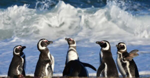 Chubut marca un hito: nace el Parque Provincial Patagonia Azul para resguardar ballenas, pinguinos y otras especies
