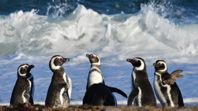 Chubut marca un hito: nace el Parque Provincial Patagonia Azul para resguardar ballenas, pinguinos y otras especies