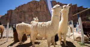 De Córdoba a Tucumán, los mejores destinos de la Ruta 157 para recorrer en el otoño