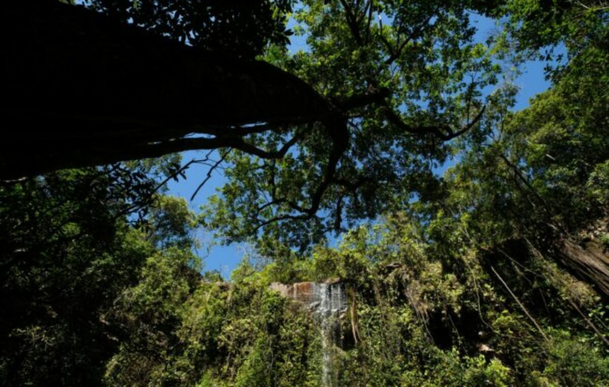 Brasil subasta 453 mil hectáreas de bosque nativo para una gestión sostenible