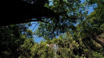 Brasil subasta 453 mil hectáreas de bosque nativo para una gestión sostenible
