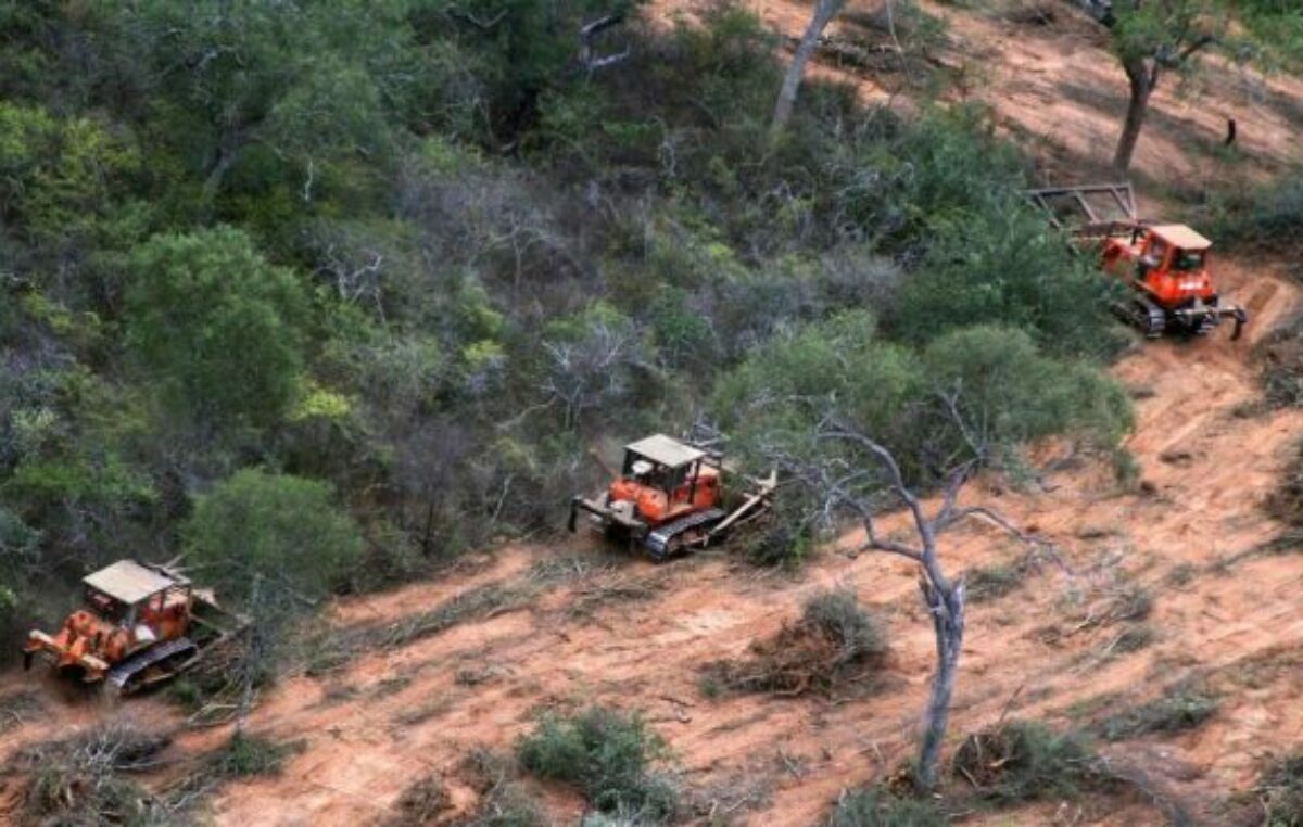 Denuncian deforestación masiva en Salta ligada a empresario cercano a Milei